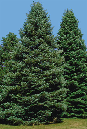 Click to view Stu's Family Tree